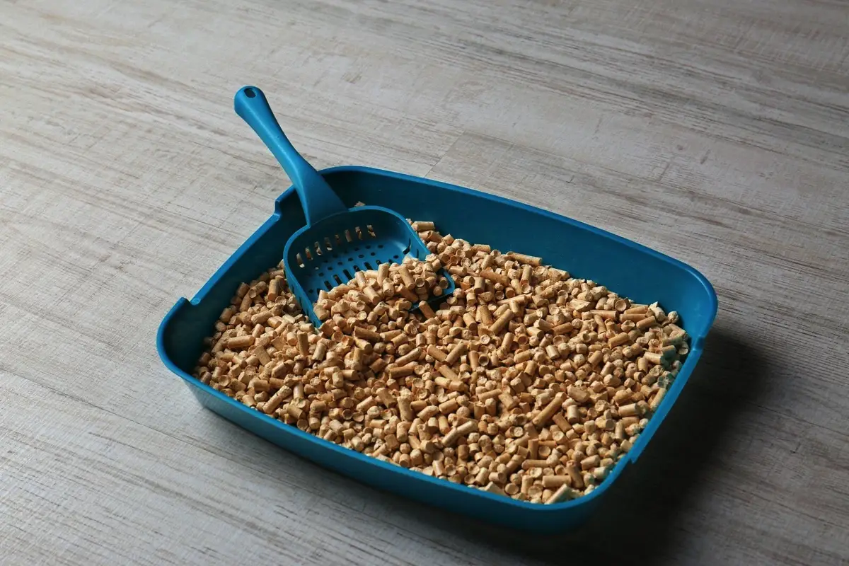 Kako izbrati idealno mesto za mačji straniščni pladenj?