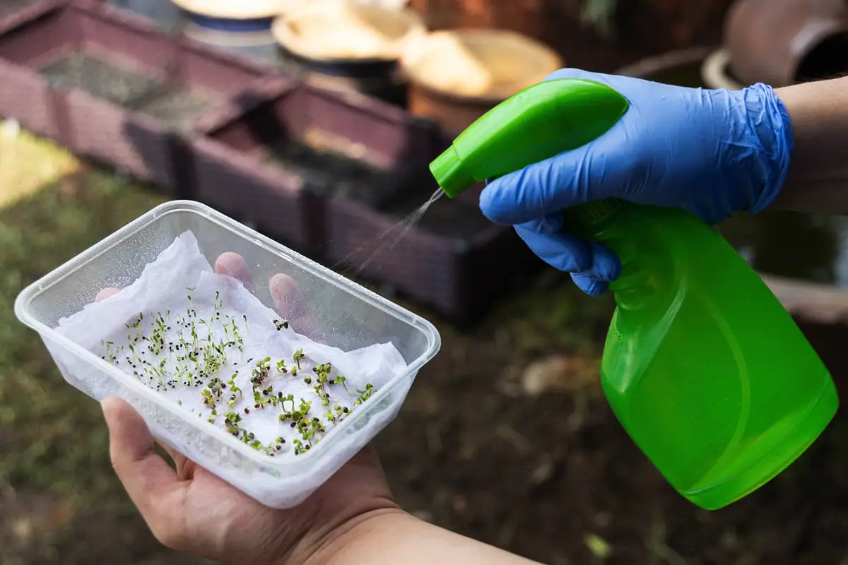 Kako namakati semena pred sajenjem in zakaj je to pomembno