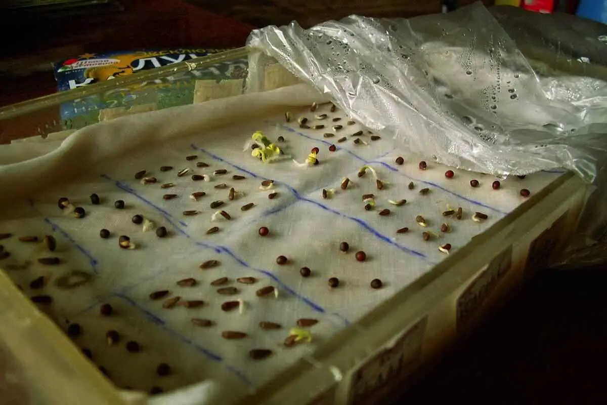 Kako namakati semena pred sajenjem in zakaj je to pomembno