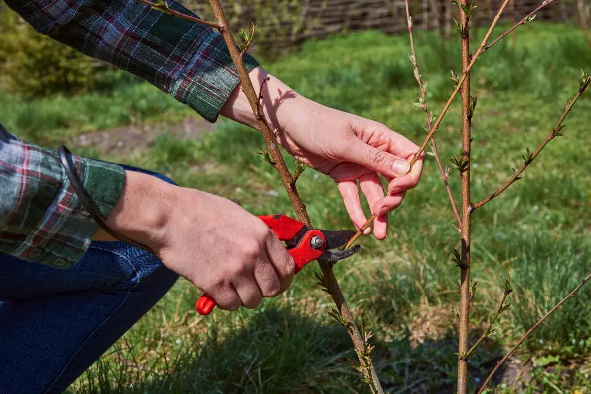 Zakaj obrezovati rastline? Ključni razlogi, ki jih mora poznati vsak vrtnar