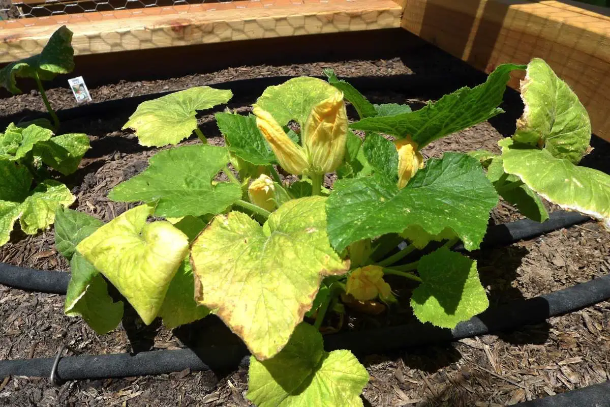Zakaj ogorke rumeni in kako to odpraviti