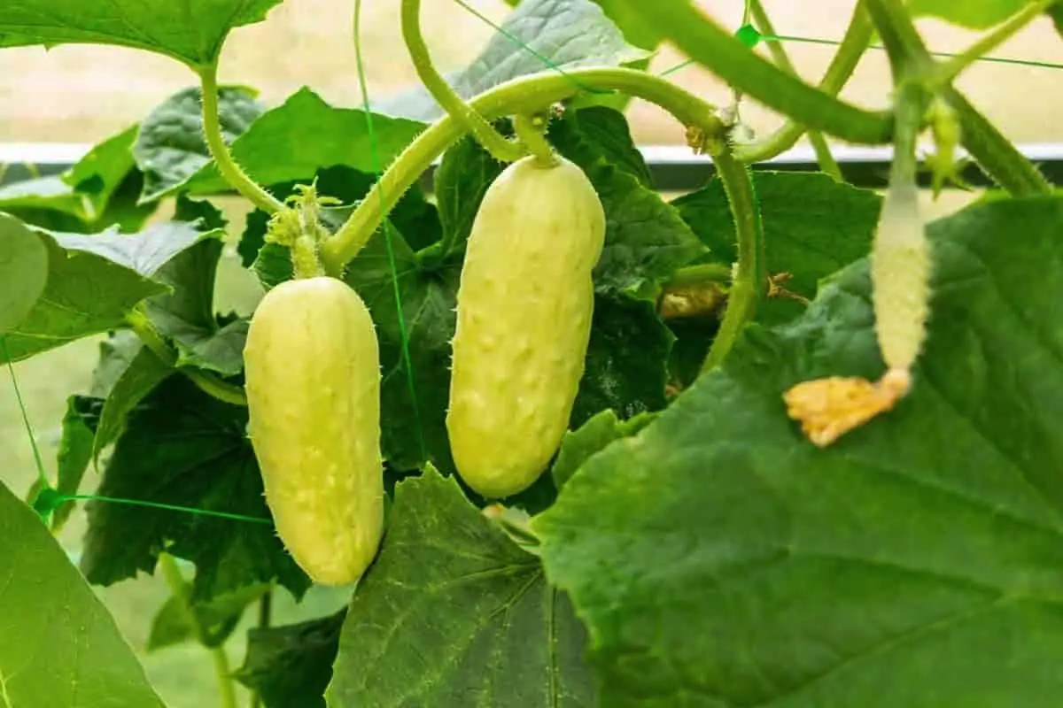Zakaj ogorke rumeni in kako to odpraviti
