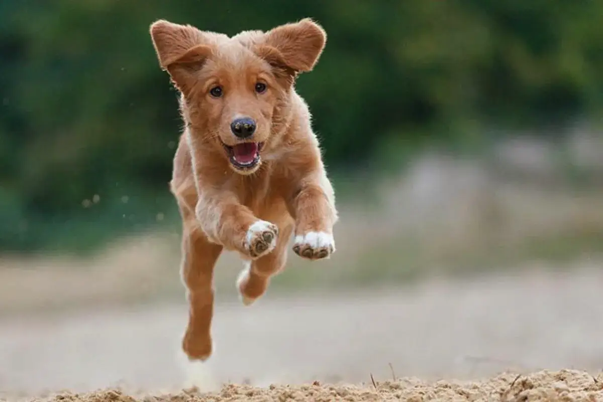 Zakaj pes nenadoma začne divje tekati in ali je to normalno?