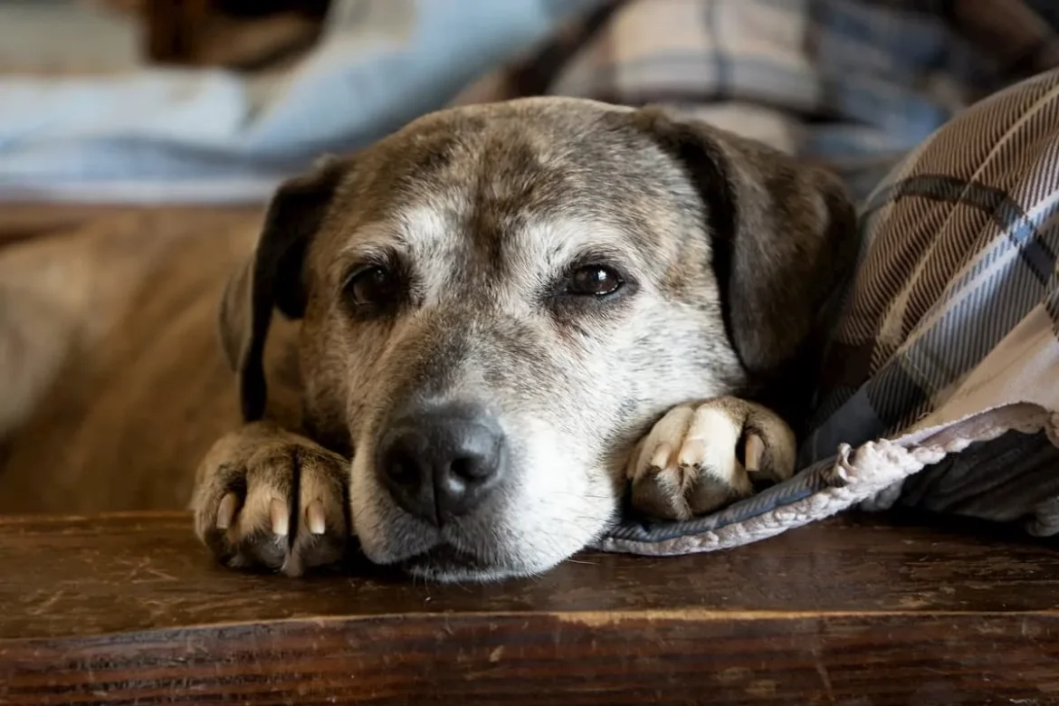 Trije znaki, da se tvoj pes stara, po mnenju veterinarjev