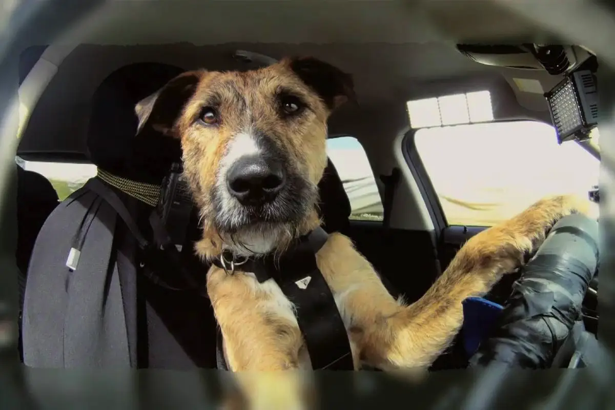 Koliko besed lahko razume vaš pes: Spoznajte njihov besedni zaklad