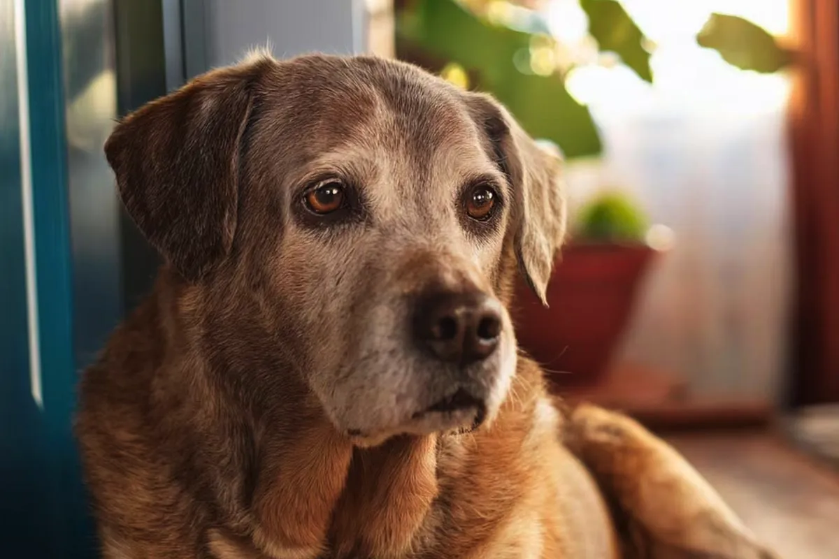Trije znaki, da se tvoj pes stara, po mnenju veterinarjev