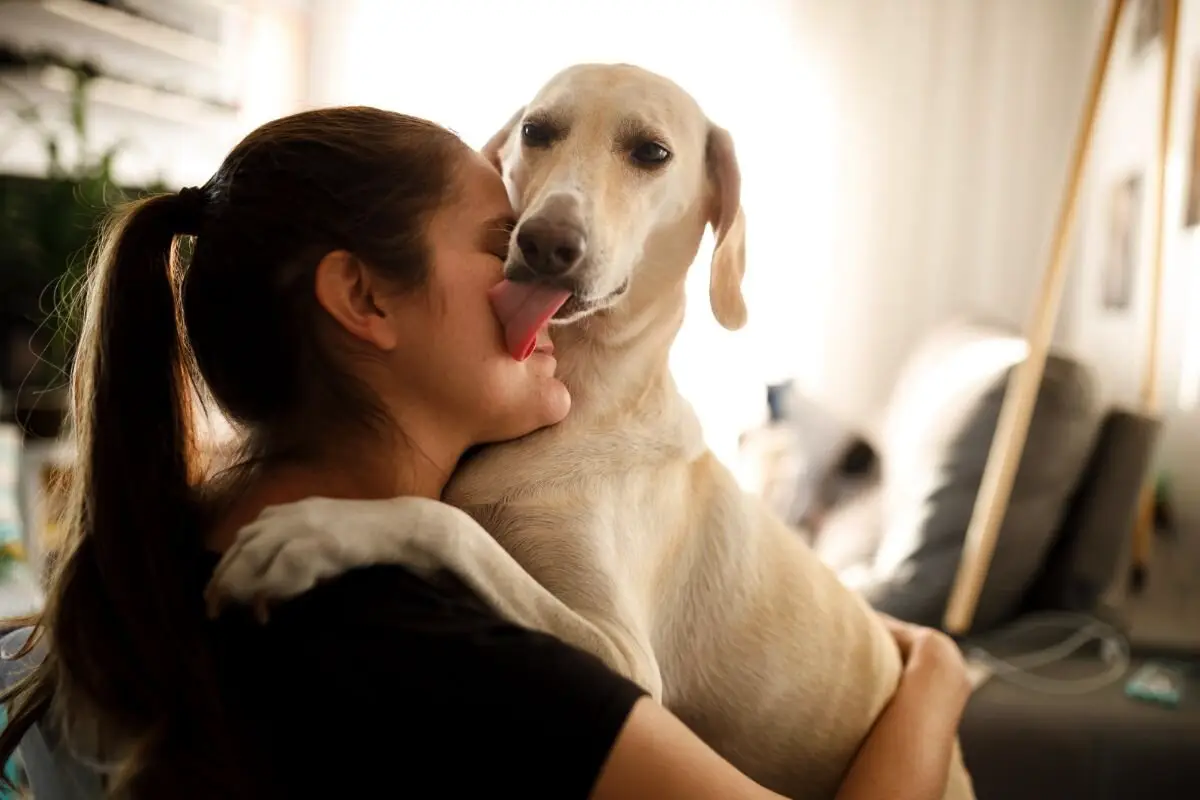 Kako pes razume čustva lastnika