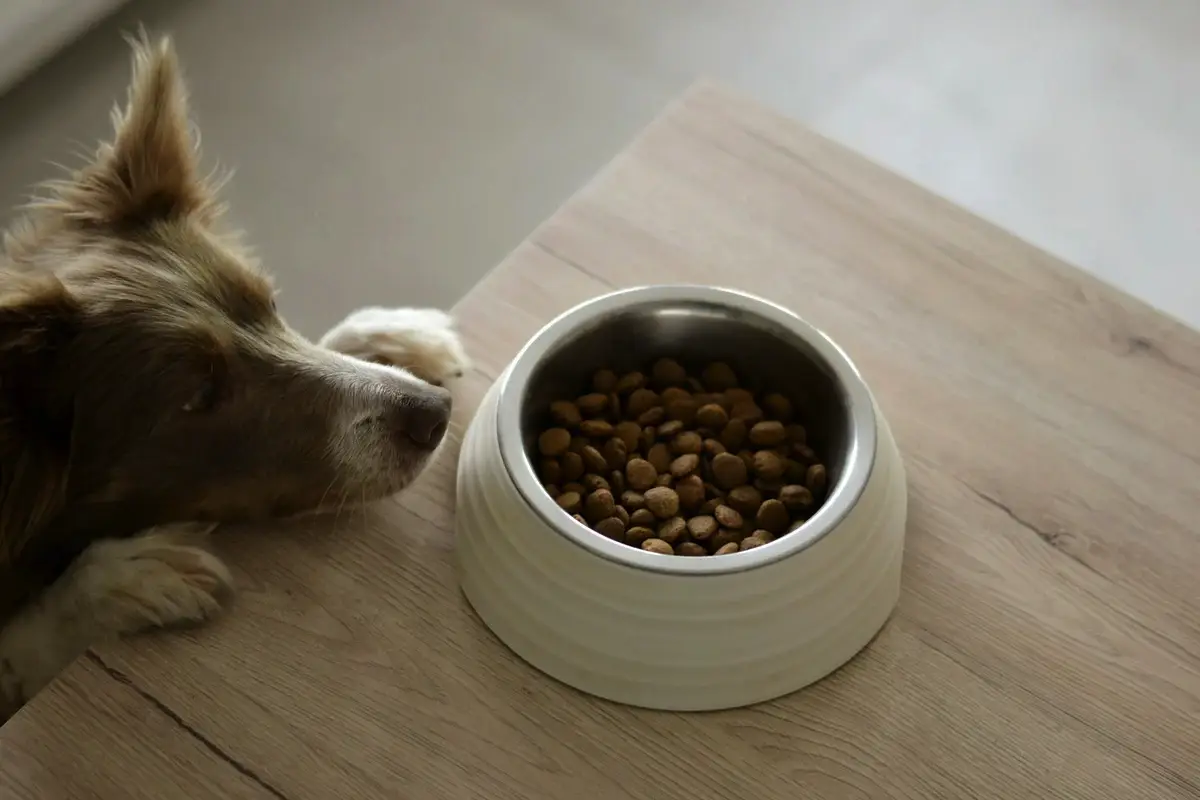 6 razlogov, zakaj vaš pes ne poje vse hrane: bolezen ali muhavost