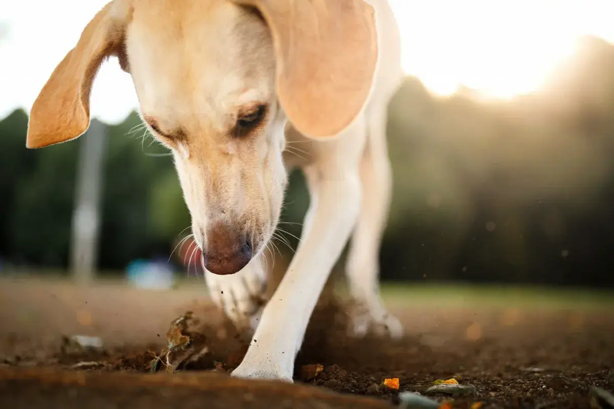 Zakaj pes koplje jame: Vzroki in rešitve za to težavo