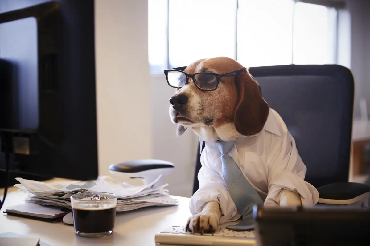 Koliko besed lahko razume vaš pes: Spoznajte njihov besedni zaklad