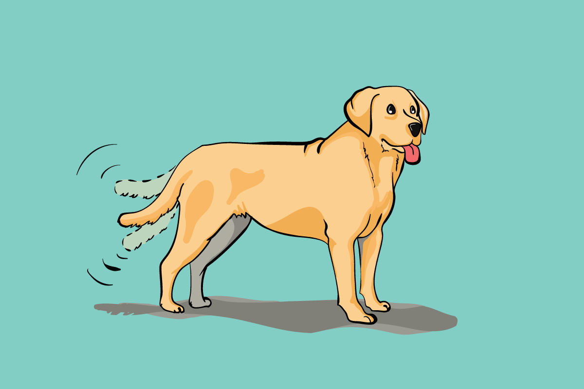 Kaj sporoča pes, ko maha z repom?