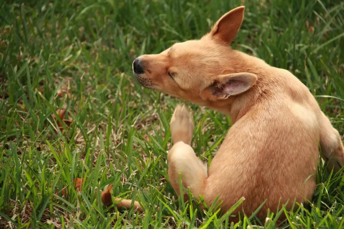 Kaj storiti, če pes trese z ušesi: vzroki in rešitve