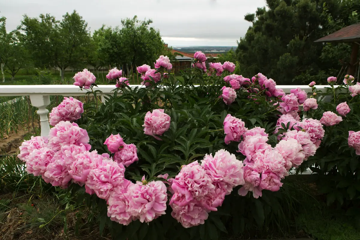 Zakaj potonike ne cvetijo: Razlogi in rešitve