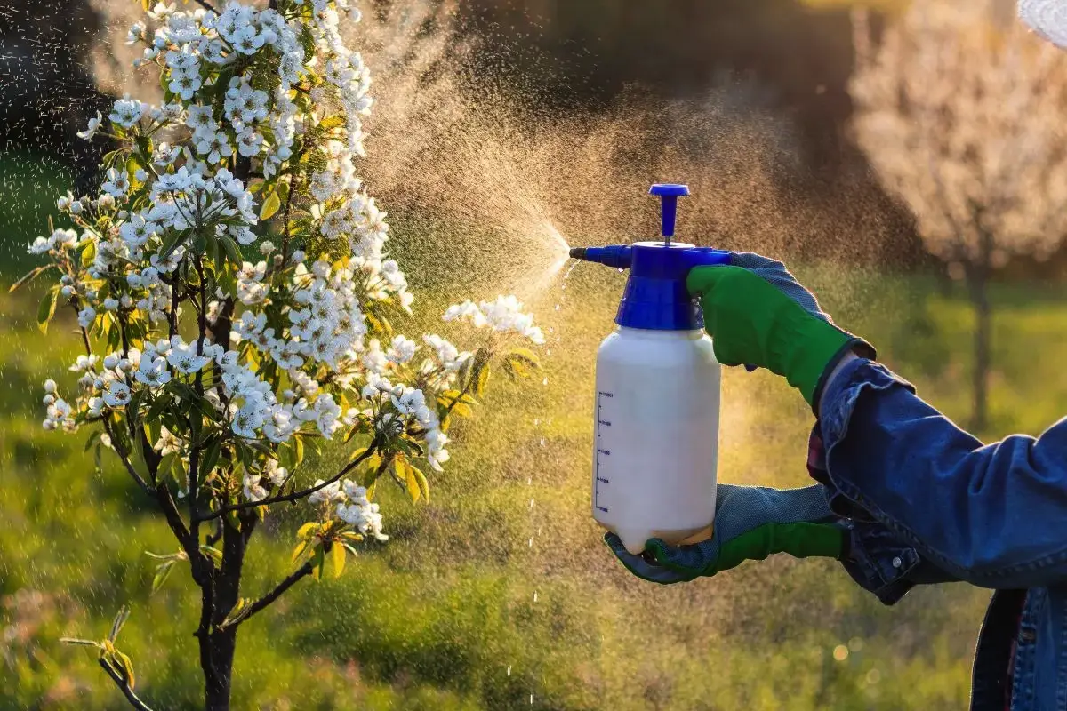 Kako zaščititi rastline pred škodljivci brez kemije