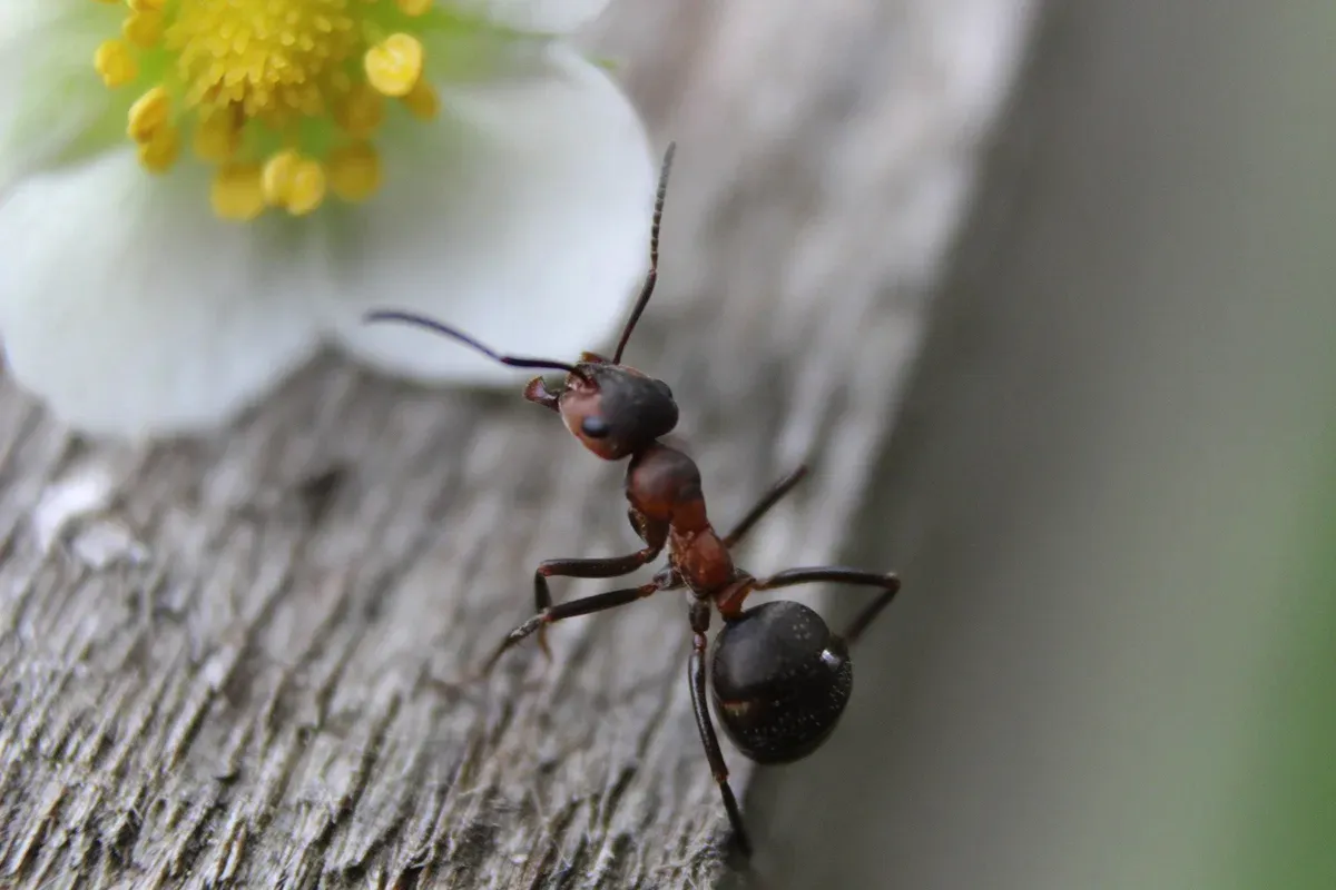 Bananine olupke proti mravljam: Naraven in učinkovit način za odganjanje mravelj