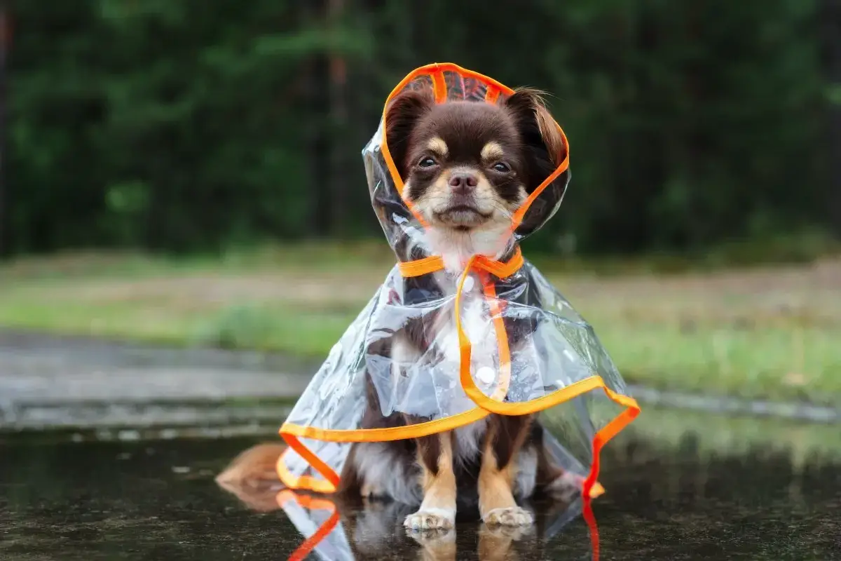 Kako varno peljati psa na sprehod v deževnem dnevu: nasveti, ki jih veterinarji redko razkrijejo