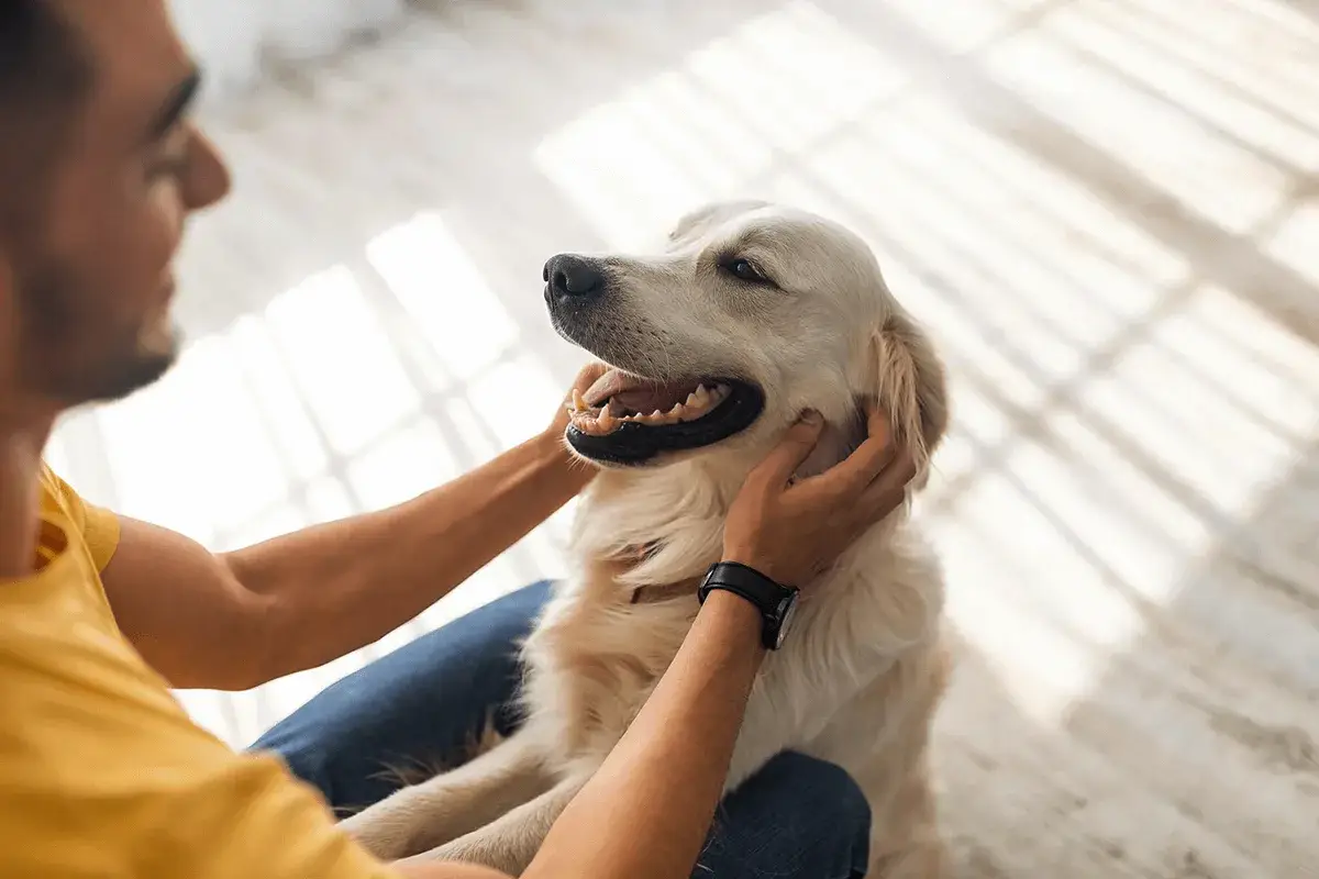 Zakaj psa ne smemo božati proti dlaki: kaj v resnici občuti vaš ljubljenček