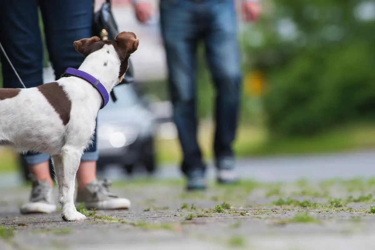 Kako odvaditi psa lajanja na mimoidoče: Preproste in humane metode
