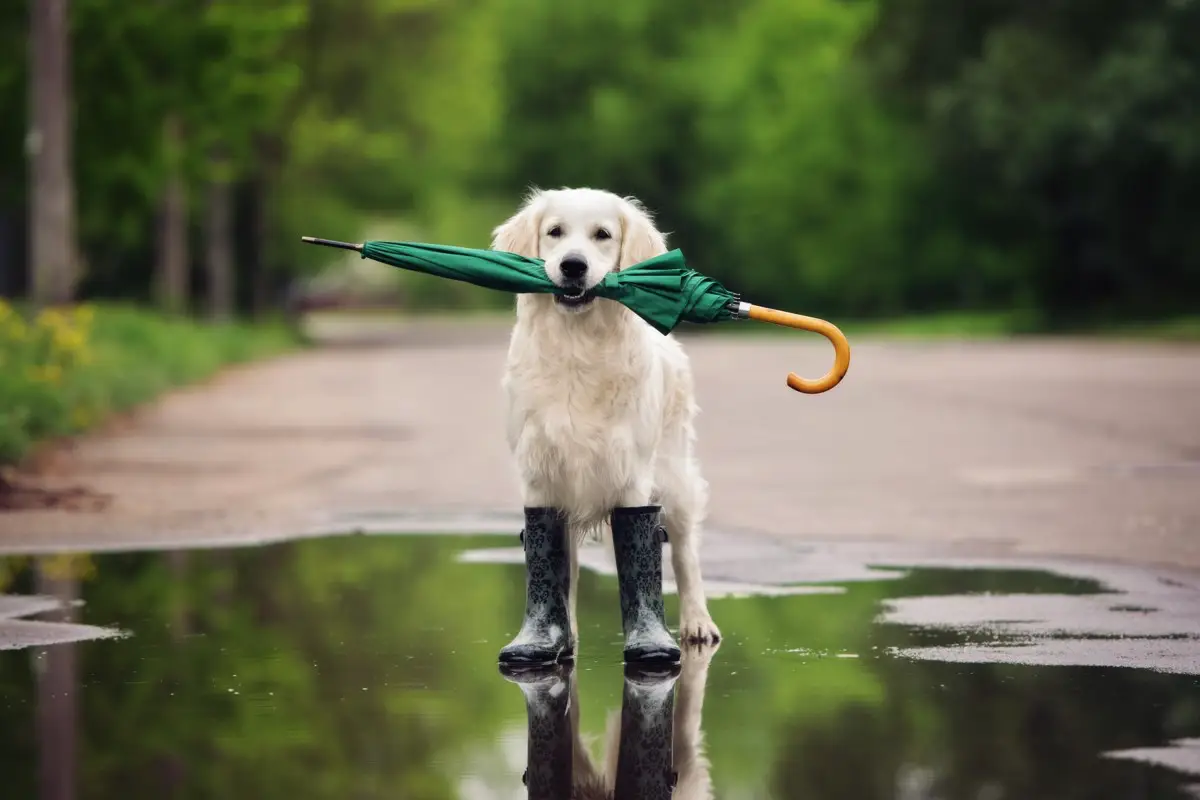 Kako varno peljati psa na sprehod v deževnem dnevu: nasveti, ki jih veterinarji redko razkrijejo