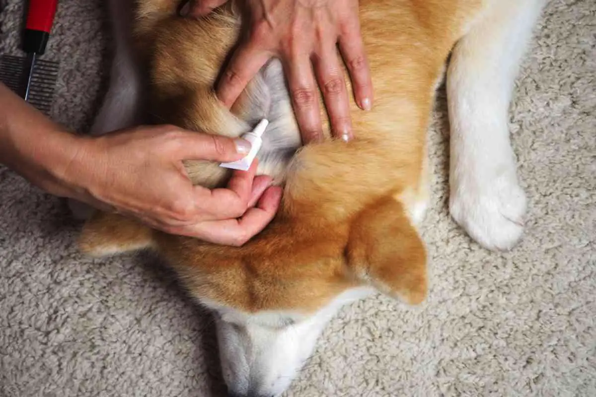 Kako zaščititi psa pred klopi in bolhami v obdobju njihove največje aktivnosti