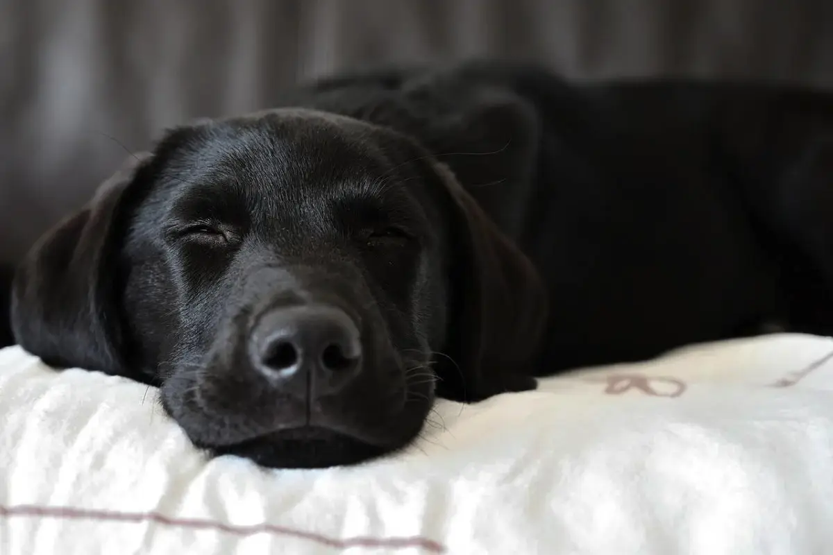 Pet nasvetov za vzgojo poslušnega in srečnega psa