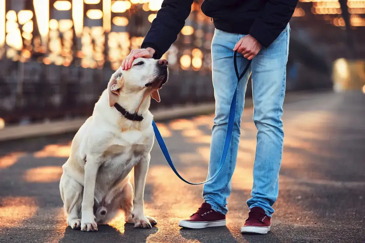 Koliko časa dnevno nameniti sprehajanju psa in kako pogosto?