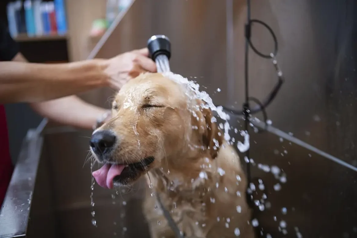 Kako pogosto kopati psa in kako to pravilno storiti