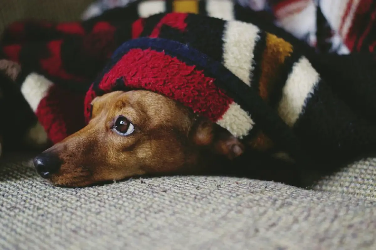 Kako prepoznati, da psa zebe?