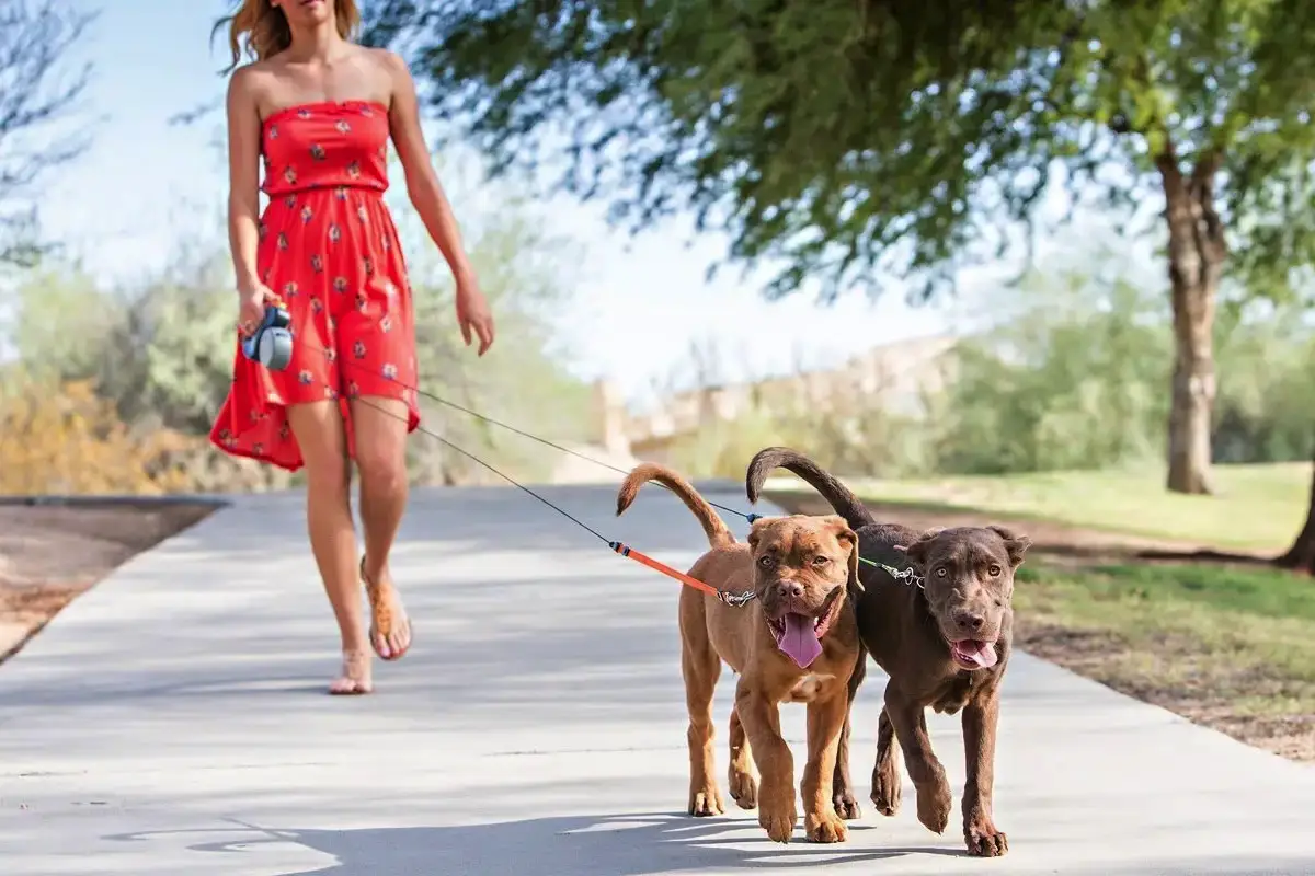 Koliko časa dnevno nameniti sprehajanju psa in kako pogosto?