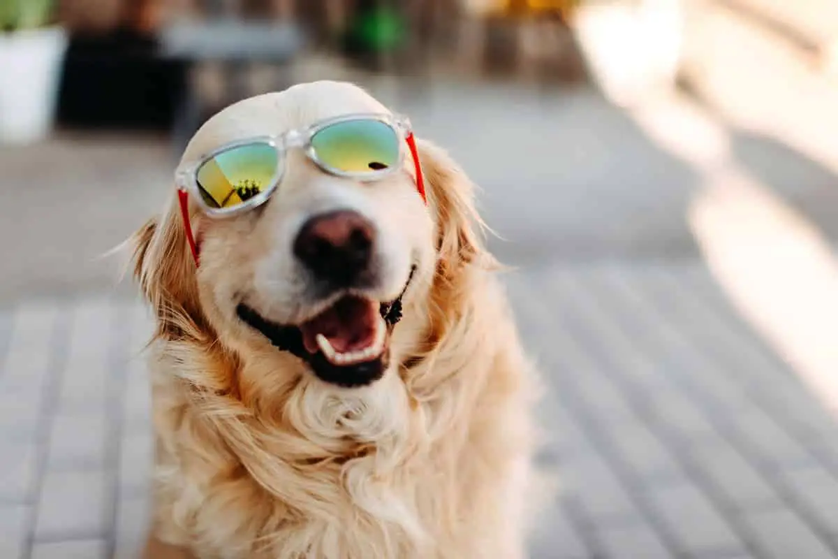 Kaj resnično osrečuje psa? Najpomembnejše potrebe tvojega štirinožnega prijatelja