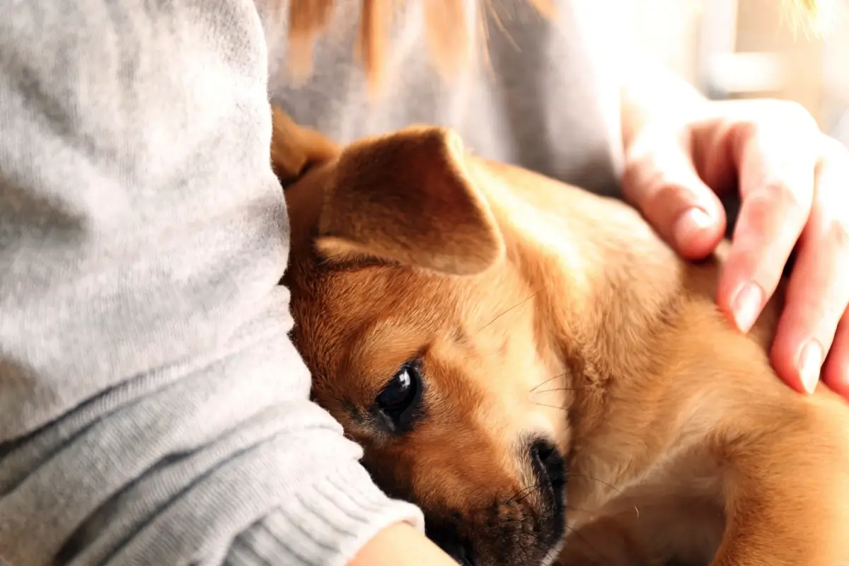 Ali res drži, da lahko psi zaznajo človeški strah?