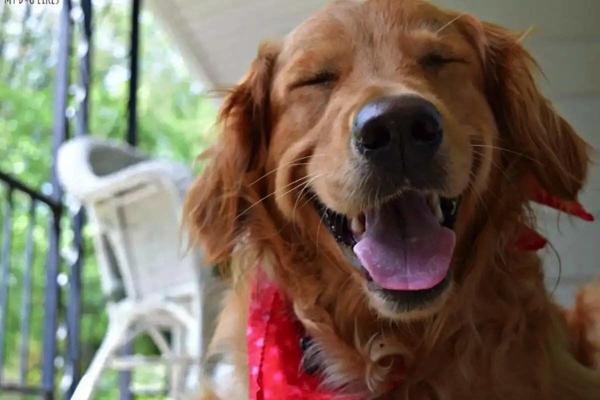 Ali psi res znajo nasmejati ali se nam to samo zdi?