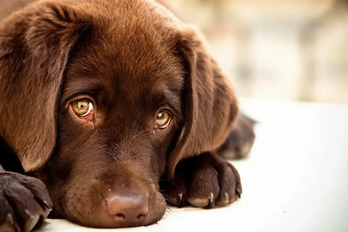 Ali imajo psi čustva, podobna človeškim?