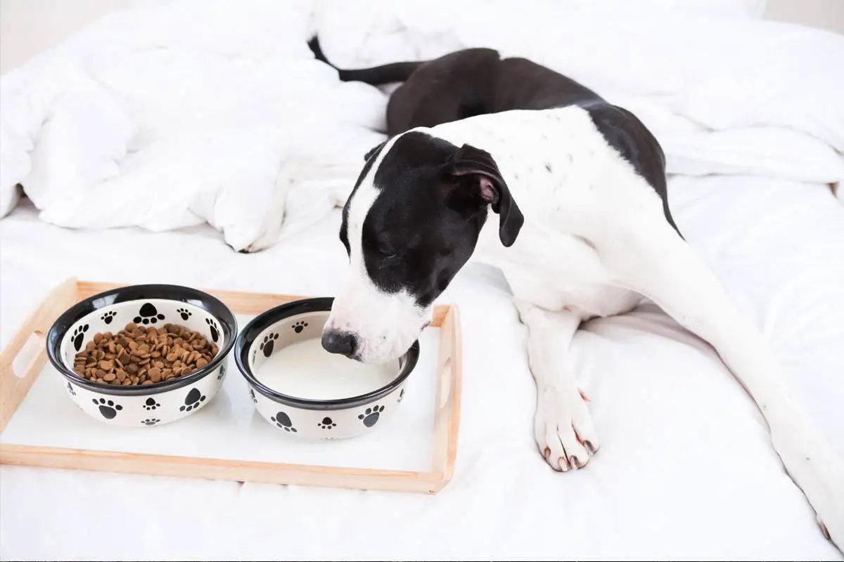 Ali lahko psi pijejo mleko? Mnenje veterinarjev