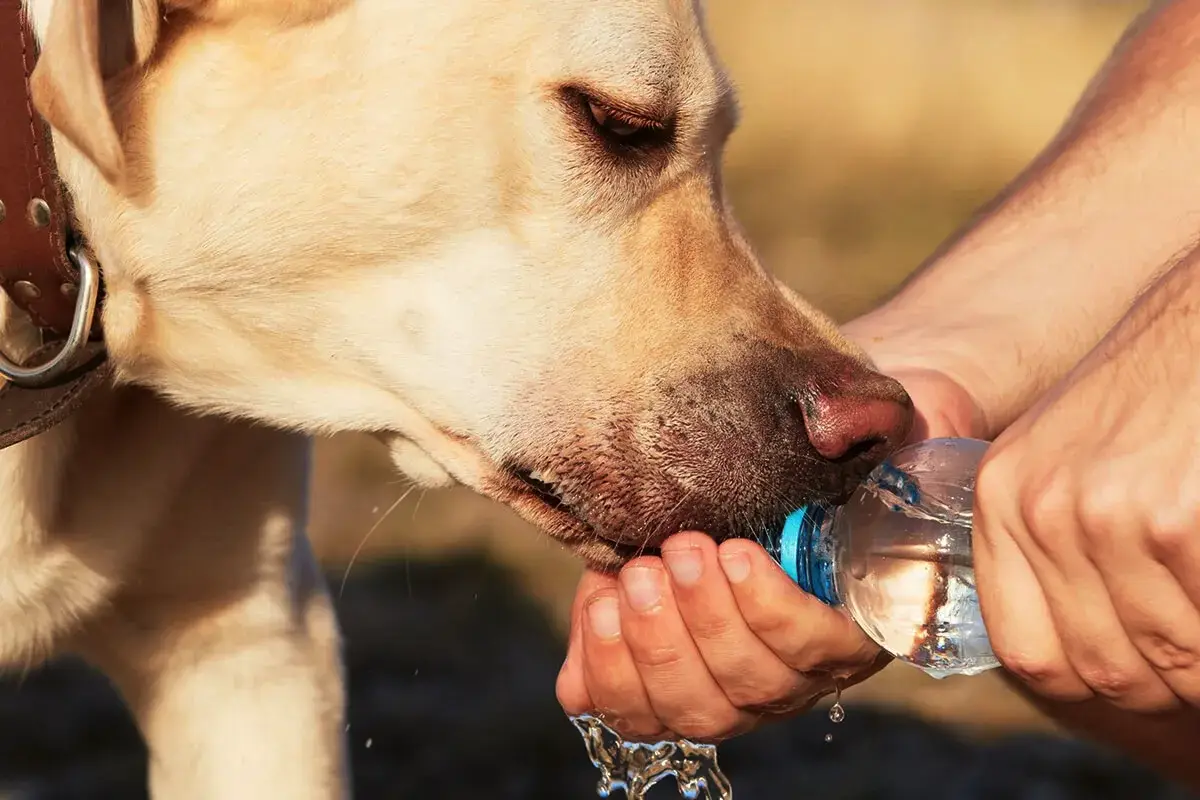 Kako prepoznati dehidracijo pri psu: 8 zaskrbljujočih znakov