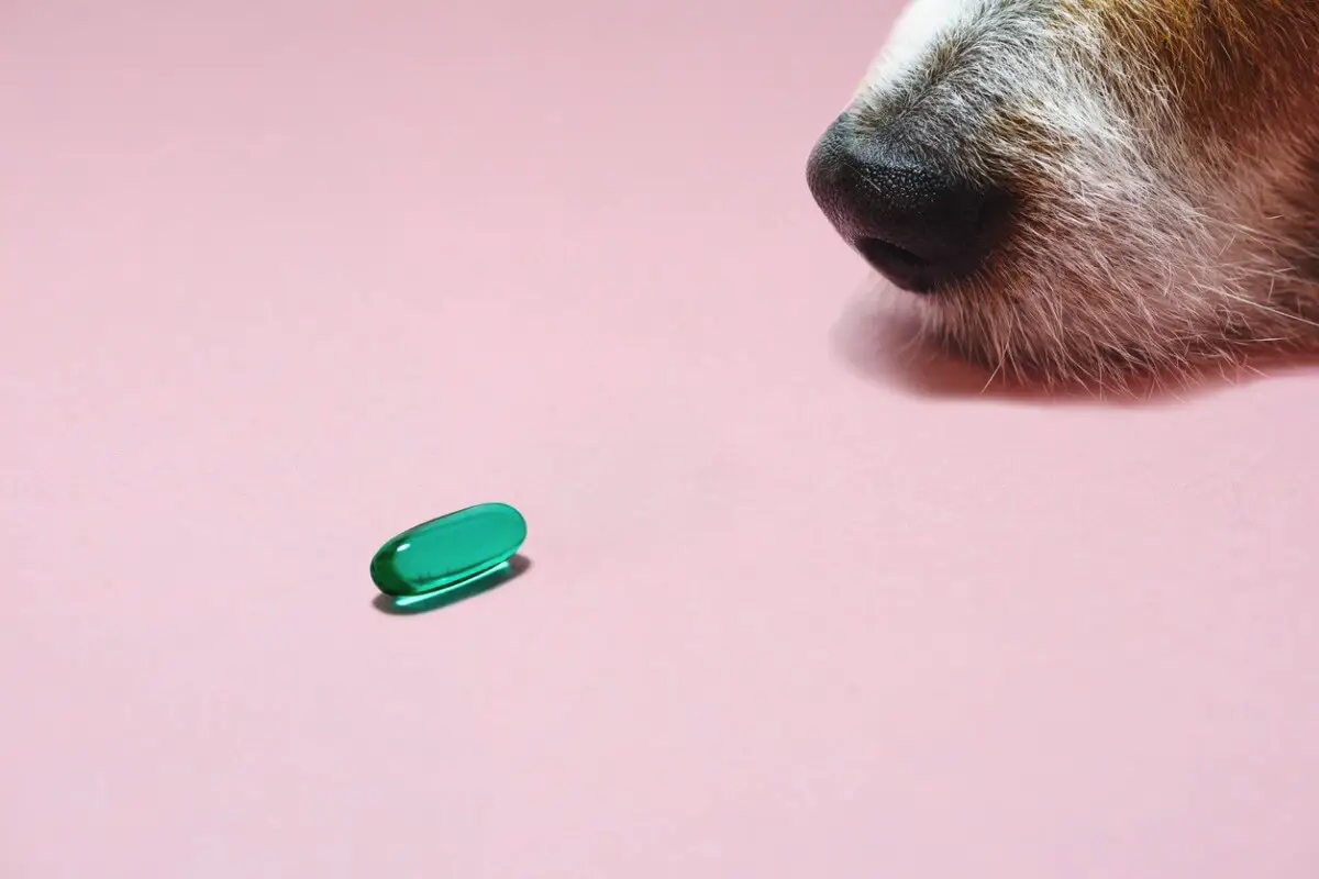 Kako dati psu tableto?