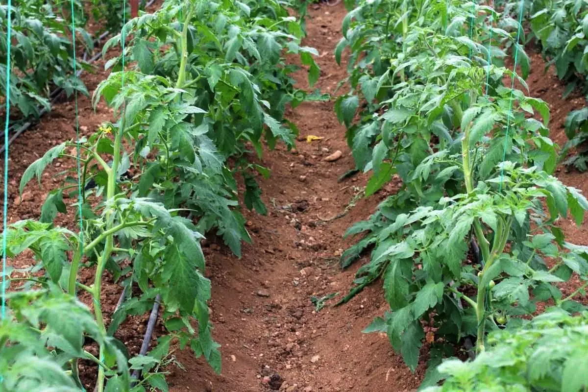 Ne le semena: Kako vzgojiti močno sadiko paradižnika
