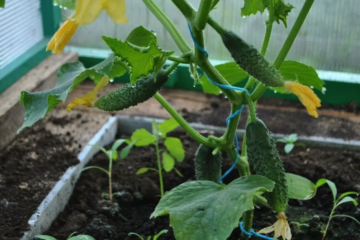 Kdaj ne smete saditi kumar: Ena napaka lahko ogrozi letino