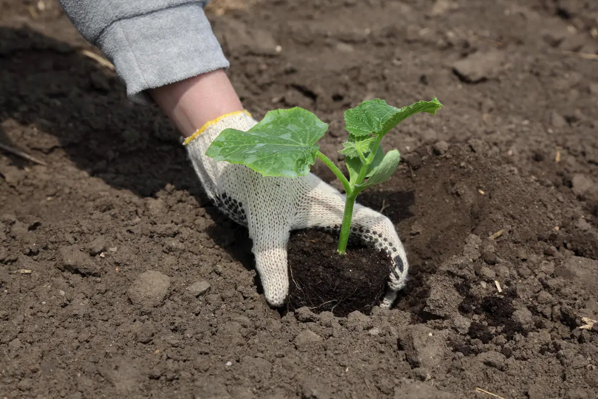 Kdaj ne smete saditi kumar: Ena napaka lahko ogrozi letino