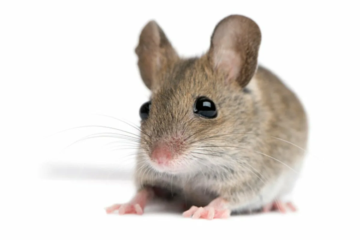 Kaj pomeni sanjati o miših po mnenju umetne inteligence?