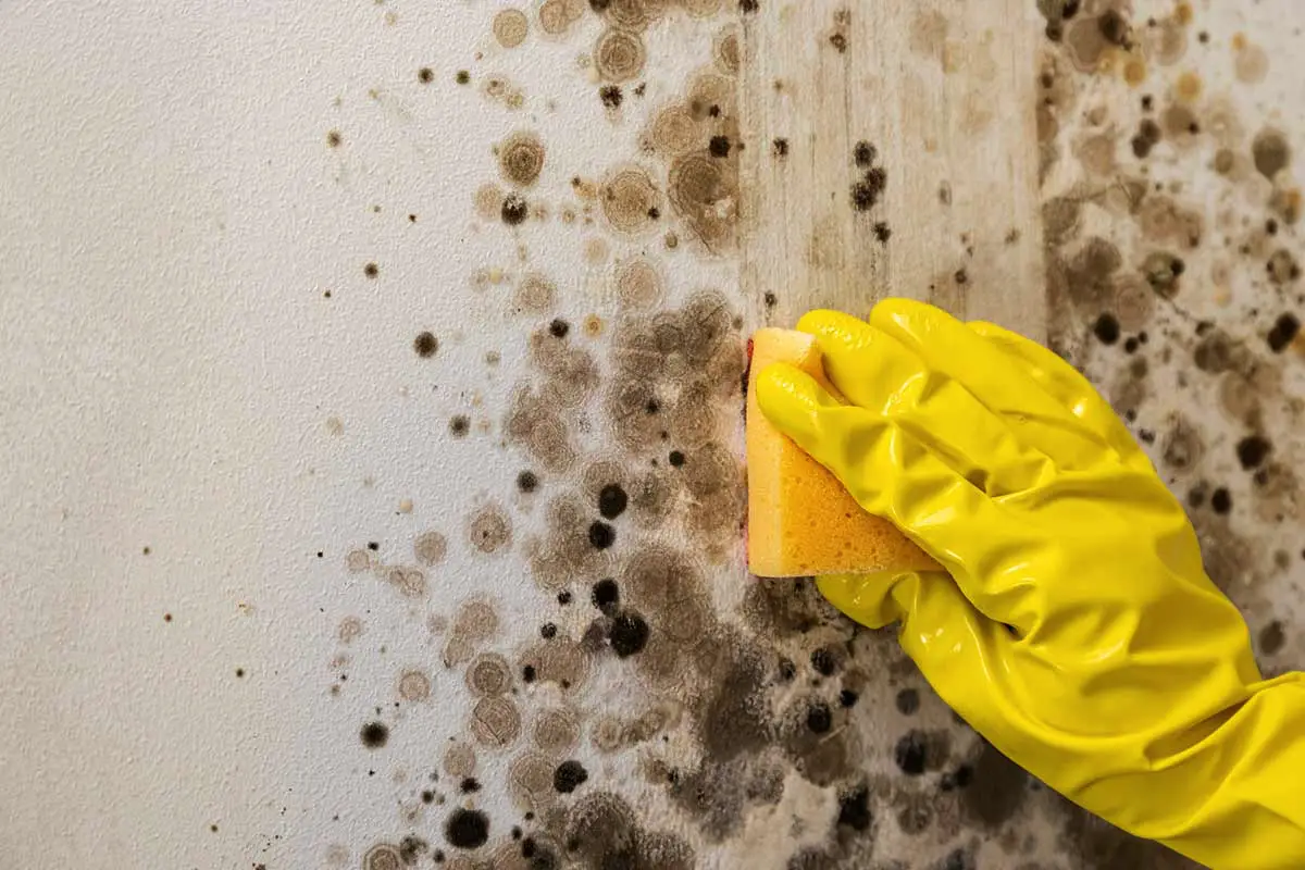 Kako se znebiti plesni v kopalnici