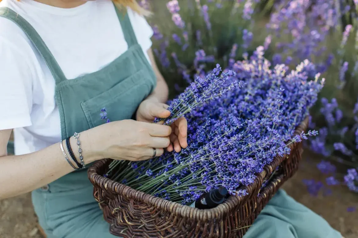 Gojenje sivke brez napak: 5 sort za dišeči raj na vašem vrtu