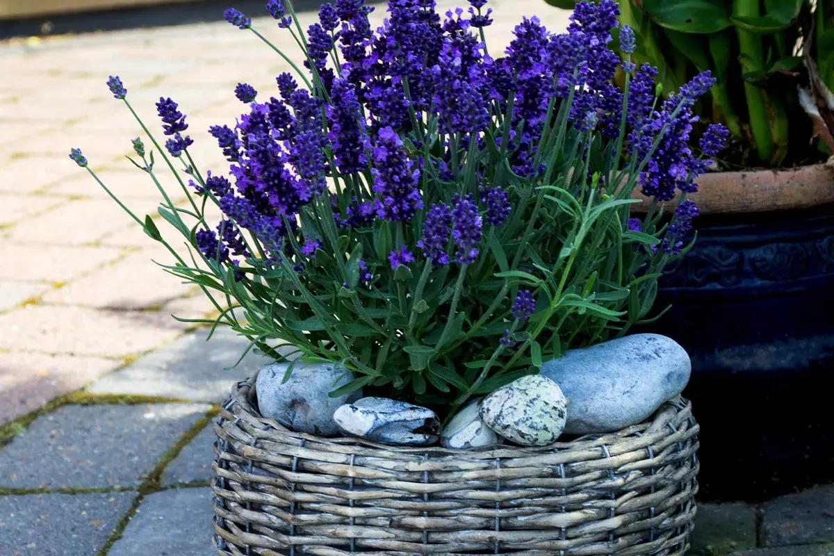 Gojenje sivke brez napak: 5 sort za dišeči raj na vašem vrtu