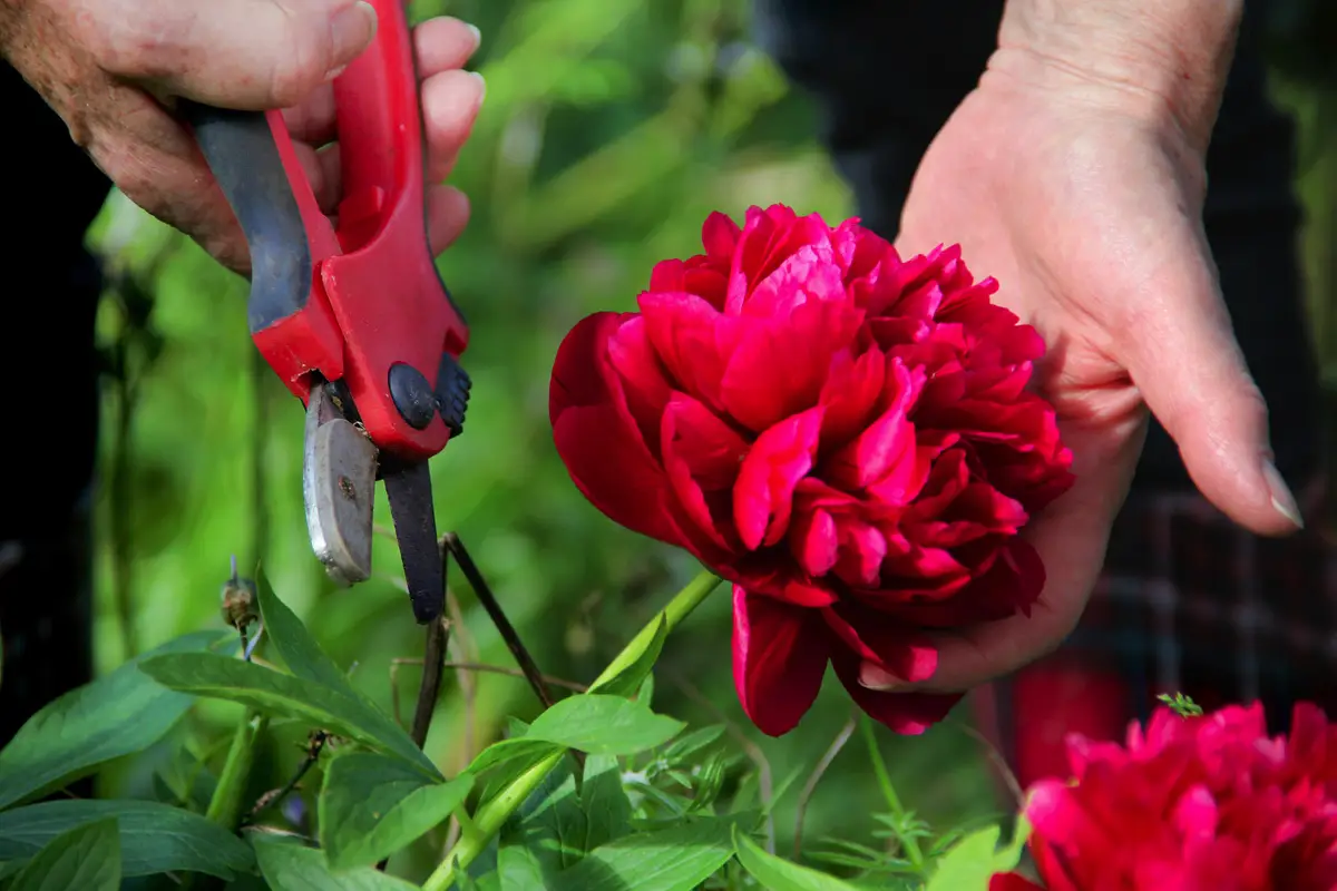 Kako skrbeti za potonike