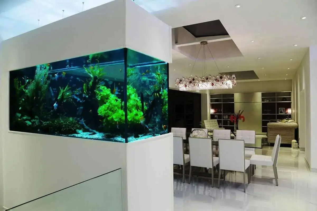 Zakaj v akvariju postane voda motna in zelena: Vzroki in rešitve