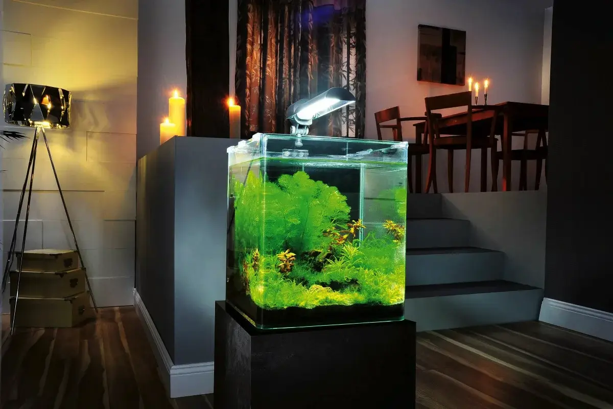 Zakaj v akvariju postane voda motna in zelena: Vzroki in rešitve