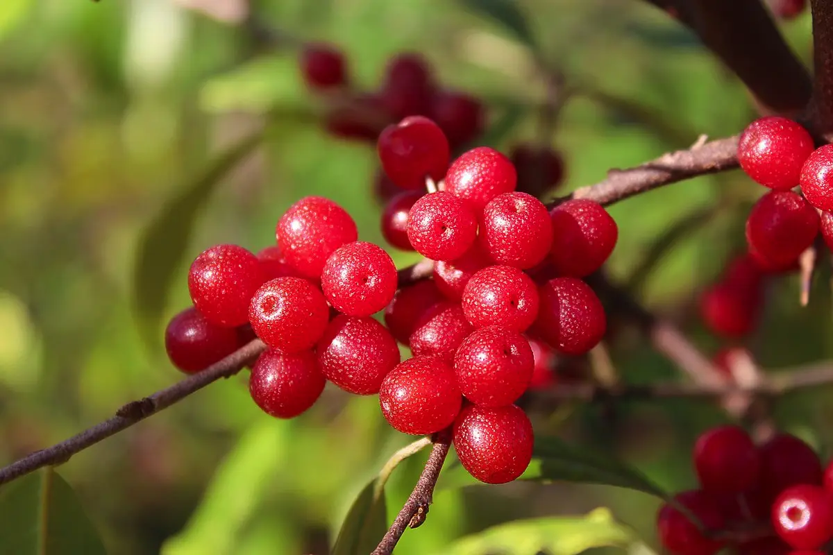 Izogibajte se njihovi zasaditvi: Top 3 drevesa, ki lahko uničijo vaš vrt