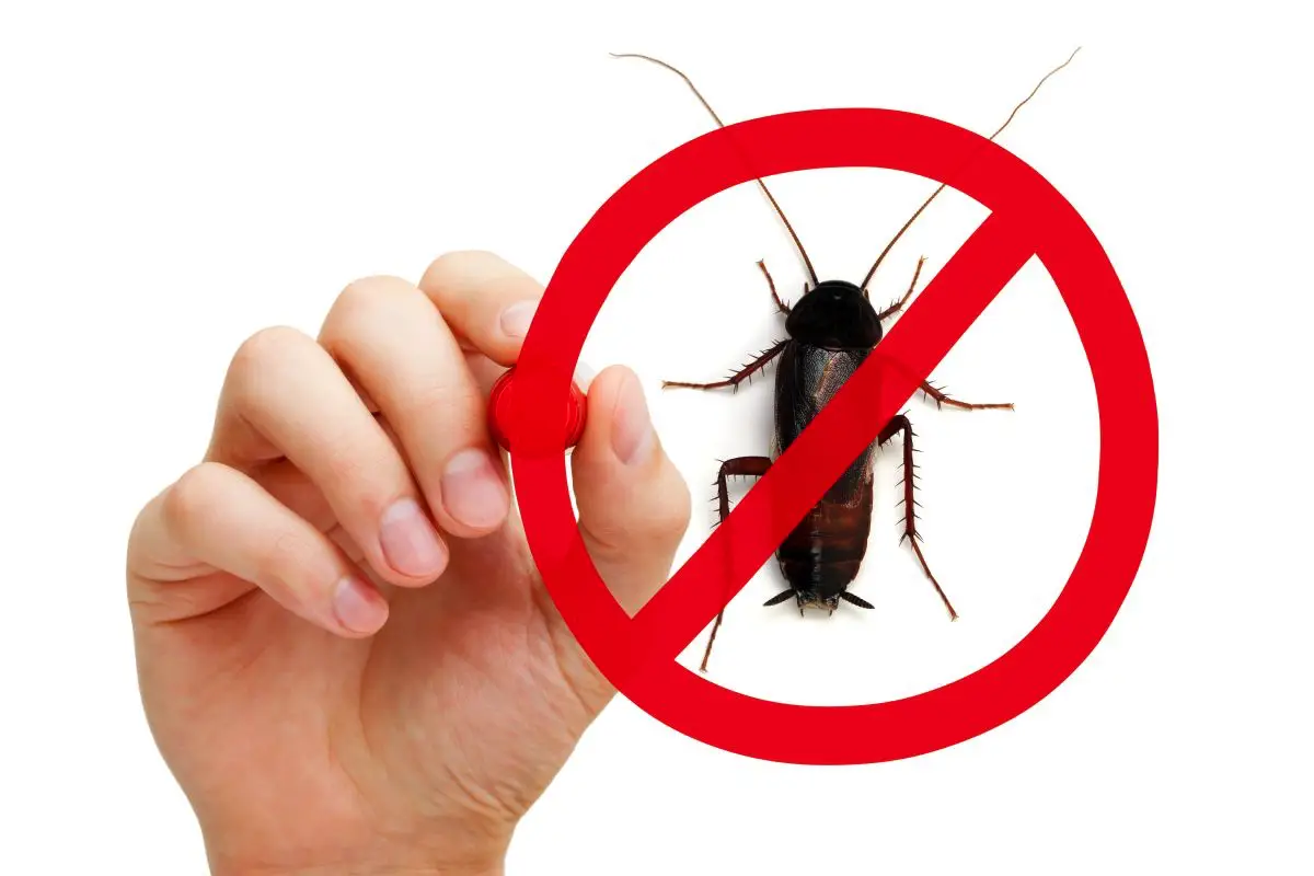 Domače babičino sredstvo, ki v 24 urah odžene vse vrste žuželk