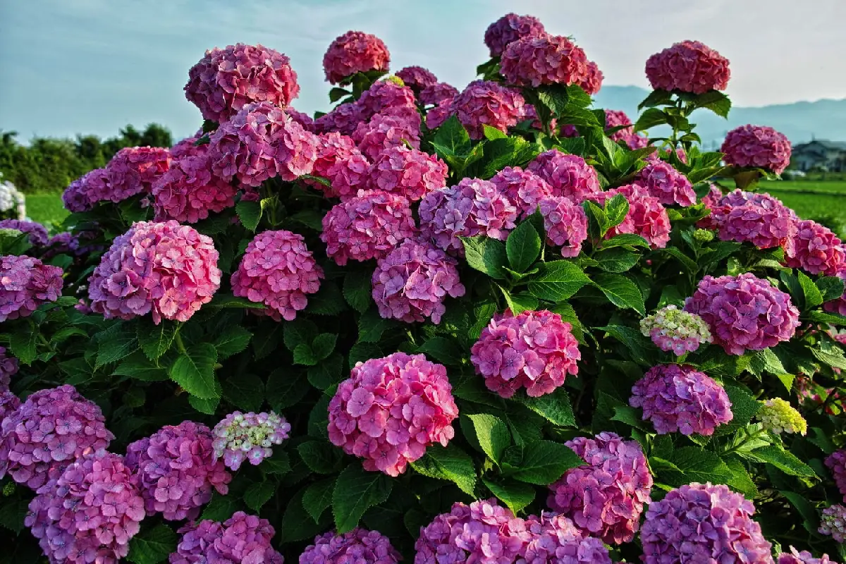 Kako v 5 tednih preobraziti vrt: To so hitro rastoče, barvite rastline