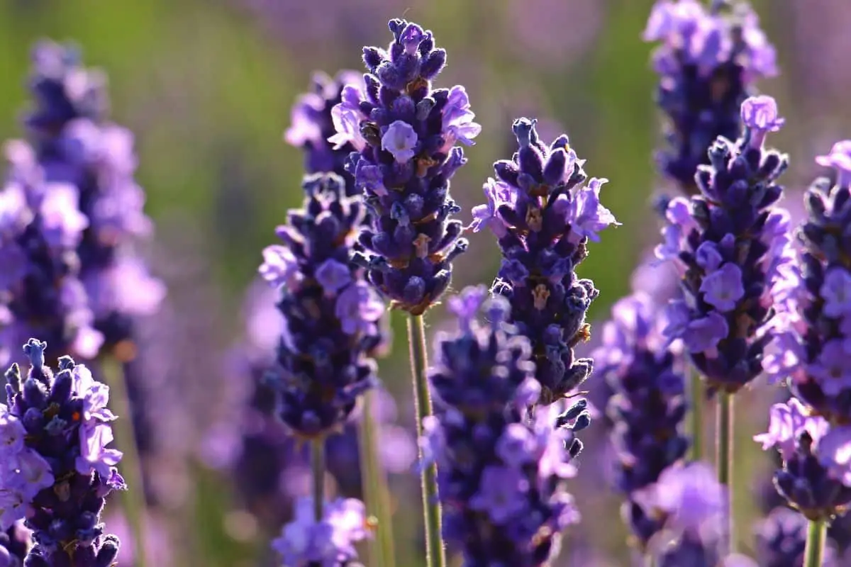 Kako v 5 tednih preobraziti vrt: To so hitro rastoče, barvite rastline